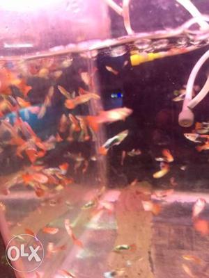 Guppies at low prices