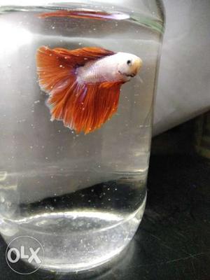 Halfmoon double tail male betta fish for sale