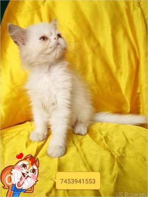 Healthy Persian kitten for sale