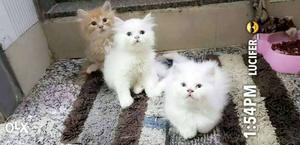 Healthy Snow white Persian kitten for sale cash