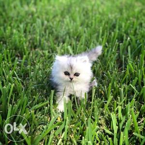 Healthy and active Persian cat kitten for sale