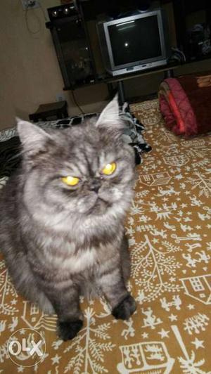 Hi, I have Persian cat looking for matting...
