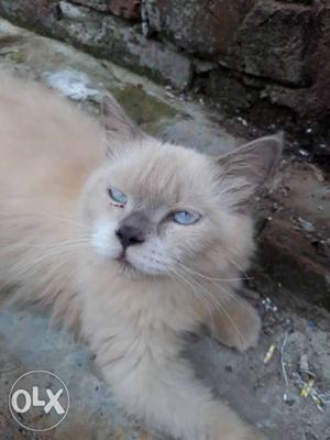 Himalayan male with blue eyes 9.5mnths very