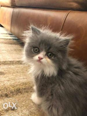 Hundred percent pure Persian cat kitten for sale