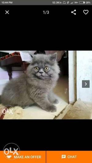 I need a Persian cat  rs