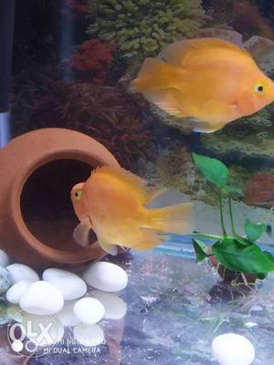 I want sell 4.5 inch par rot fish