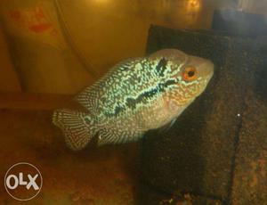 Imported Head Popped Flowerhorn For Sale