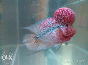 Imported exotic red magma flowerhorn PNB blood line series