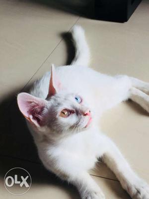 Indian breed cat with two diffrence colour of