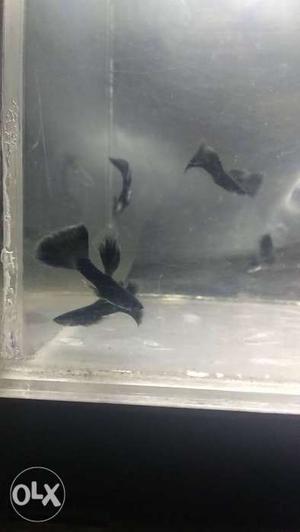Jet black guppy pair 150 good for planted