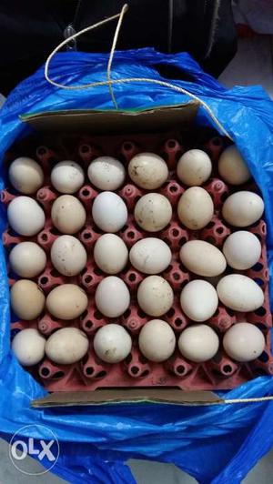 Kadaknath desi eggs for sale.Kadaknath has