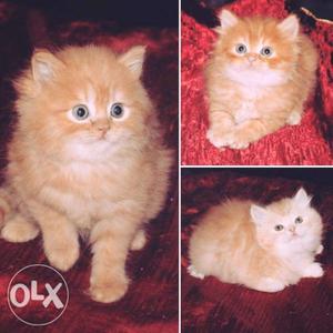 Little princess Persian kittens available in