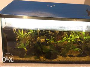Live planted aquarium tank for sale