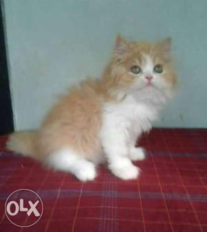 Look like very cute Persian kitten for sale cash