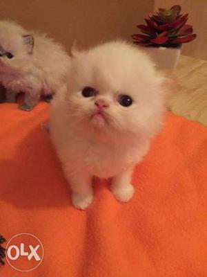 Looking so beautiful Persian cat kitten for sale