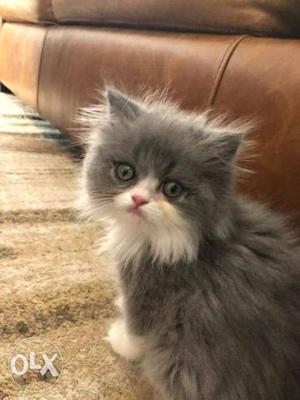 Looking so pretty and active Persian cat kitten