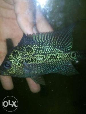 Magma Flowerhorn fish for sell size:-4 inch