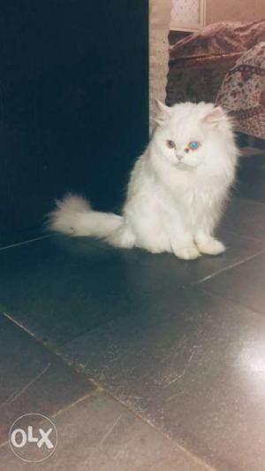 Male Persian cat high quality breed