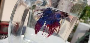 Mixed colour crown tail male betta for sale