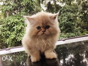 Oh so pretty Persian kittens available in ladrawan