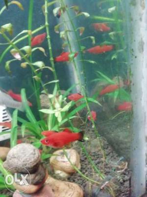 Orange sword tail fish for sell 10 fishes for 100 rs...