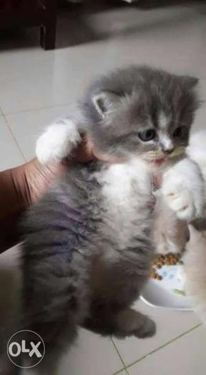 Original Persian kitten for send cash on delivery