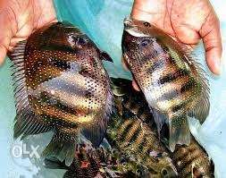 Pair of karimeen mundro island