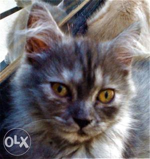 Persian CAT female GRAY