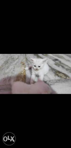 Persian Kitten Available