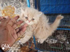 Persian Kittens available fr sale. high quality