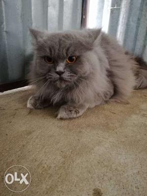 Persian cat proven male 1.6yrs old triple coated
