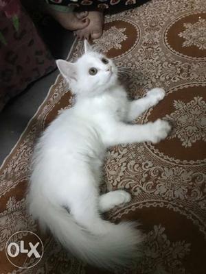 Persian cat pure white male and female