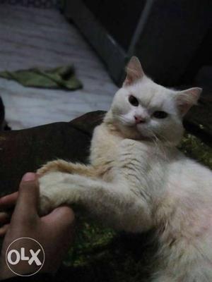 Persian cats per peace  fixed rate if u r