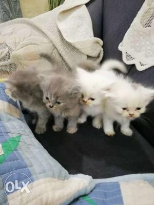 Persian cute kittens. 40 days old