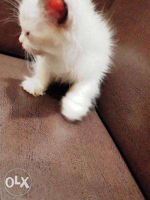 Persian kitten contact for buying..