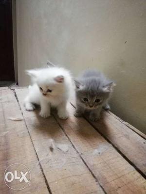 Persian kittens. Long fur, 40 days old