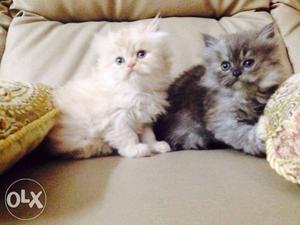 Persian kittens available in Faridabad