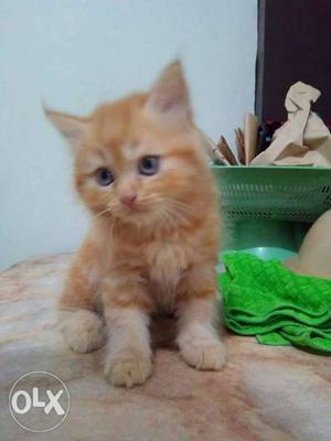 Persian kittens for sale cash on delivery call me