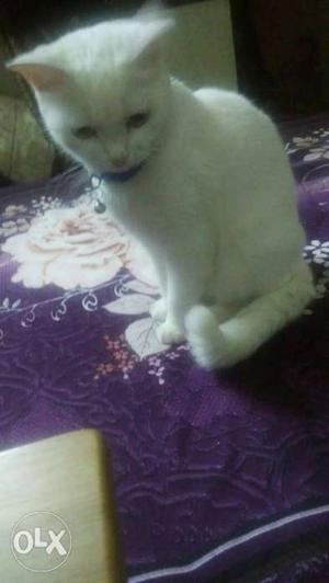 Persian pure white female cat of 2 years, potty