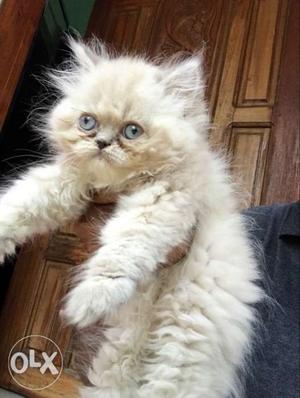 Persion Himalayan kitten female 2month punch