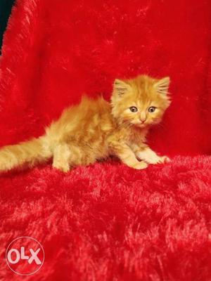 Punch face Persian cat and kitten for sale