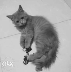 Pure Persian kittens 3 months old