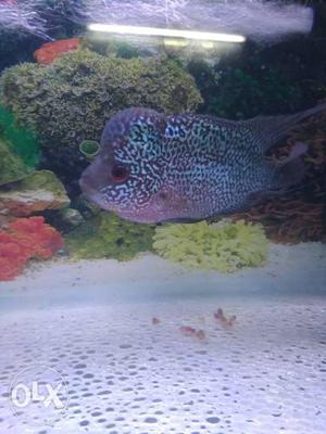 Purple And Green Fish In Fish Tank