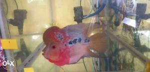 Red Dragon short body flowerhorn fish. length 4