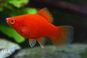 Red Platy / Red Wagtail Platy (Medium)
