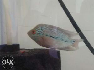 SRD flowerhorn fish 700 rs only...