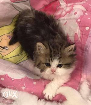Small size Persian cat kitten for sale cash on