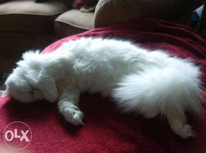 Snow White Persian cat kitten for sale