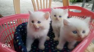 Snow White Persian kitten for sale cash on