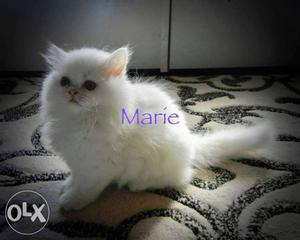 Snow white Persian kitten for sale